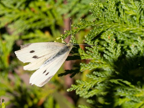 Klein koolwitje (Pieris rapae)